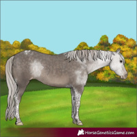 Horse Color:Silver Black Tobiano Appaloosa Rabicano 