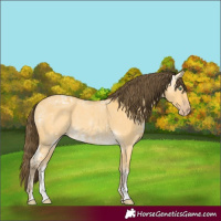 Horse Color:Amber Cream Champagne Ice Dun Sabino