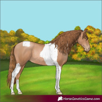 Horse Color:Chestnut Pearl Tobiano Rabicano
