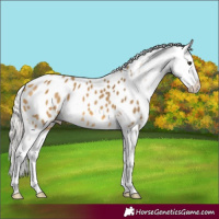 Horse Color:Silver Buckskin Near Leopard 