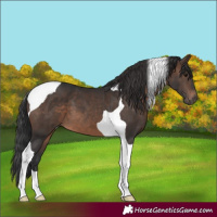 Horse Color:Brown Tobiano 
