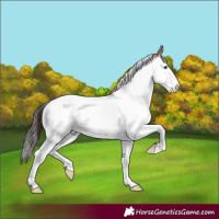Horse Color:Bay Roan Splash Tobiano Rabicano 