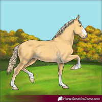 Horse Color:Palomino Dun