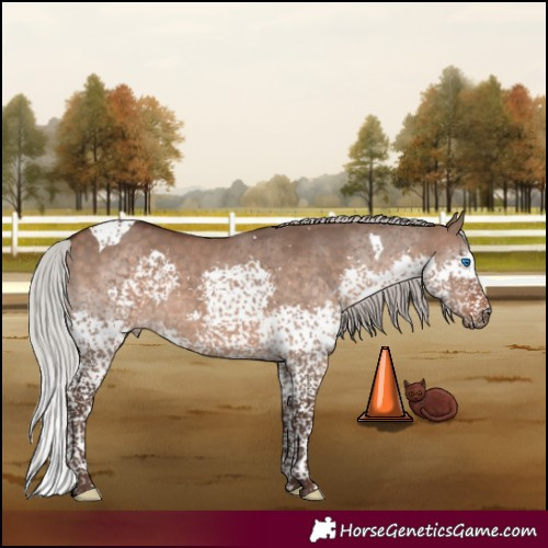 Horse Color:Silver Brown Dun Splash Tobiano 