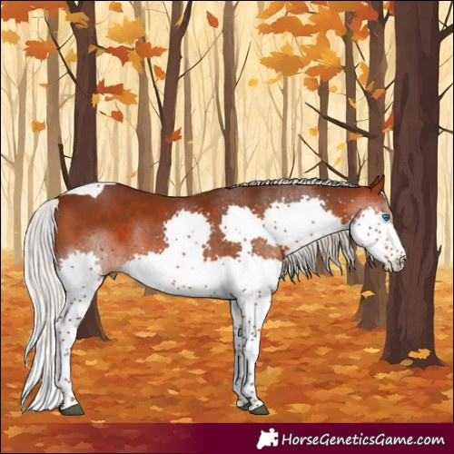 Horse Color:Silver Brown Splash Tobiano 
