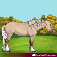Horse Color:White Spotted Silver Bay Dun Rabicano 