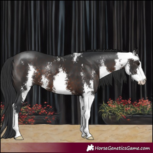 Horse Color:Brown Sabino 