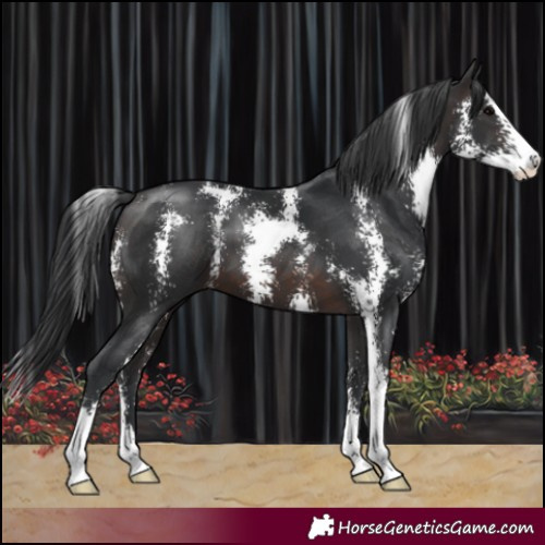 Horse Color:Brown Sabino 