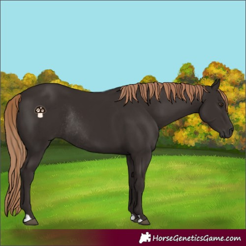 Horse Color:Liver Chestnut Rabicano 