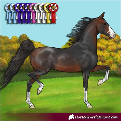 Horse Color:Bay 