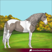 Horse Color:Silver Grullo Splash Tobiano 