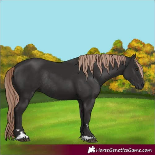 Horse Color:Liver Chestnut Rabicano