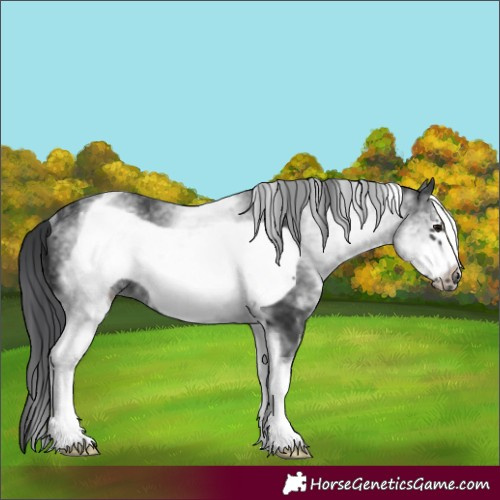 Horse Color:White Spotted Black Frame Rabicano