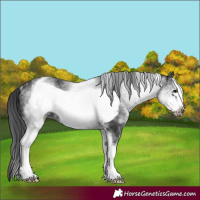 Horse Color:White Spotted Black Frame Rabicano 
