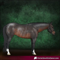 Horse Color:Brown Rabicano 