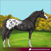 Horse Color:Smoky Black Appaloosa 