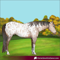 Horse Color:Amber Champagne Sabino Tobiano Near Leopard  and Gray Amber Champagne Sabino Tobiano Near Leopard 