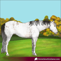 Horse Color:Gray Amber Champagne Sabino Tobiano Near Leopard  and Gray Amber Champagne Sabino Tobiano Near Leopard 