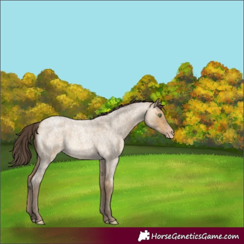 Horse Color:Unknown 
