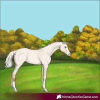 Horse Color:Silver Classic Champagne Roan Dun Splash 