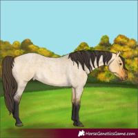 Horse Color:Buckskin Roan Dun 