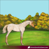 Horse Color:Palomino Roan 