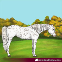 Horse Color:Silver Grullo Appaloosa 