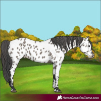 Horse Color:Grullo Appaloosa 