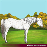 Horse Color:Brown Dun Appaloosa 