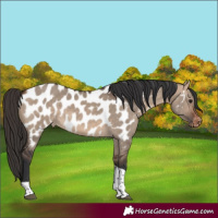 Horse Color:Bay Dun Tobiano Appaloosa 