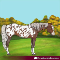 Horse Color:Silver Brown Sabino Splash Near Leopard 
