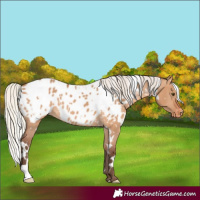 Horse Color:White Spotted Silver Bay Dun Appaloosa Rabicano 
