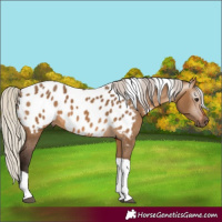 Horse Color:Gray Silver Bay Dun Tobiano Appaloosa 