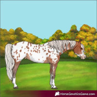 Horse Color:Silver Bay Sabino Frame Appaloosa Rabicano 