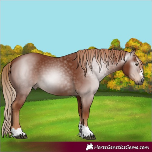Horse Color:Gray Chestnut 