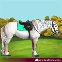 Horse Color:Gray Chestnut 