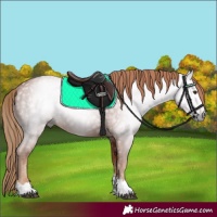 Horse Color:Gray Chestnut 