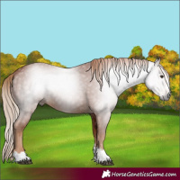 Horse Color:Gray Chestnut 