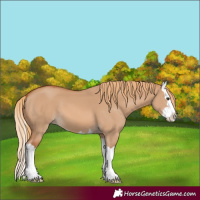 Horse Color:Red Dun Splash 