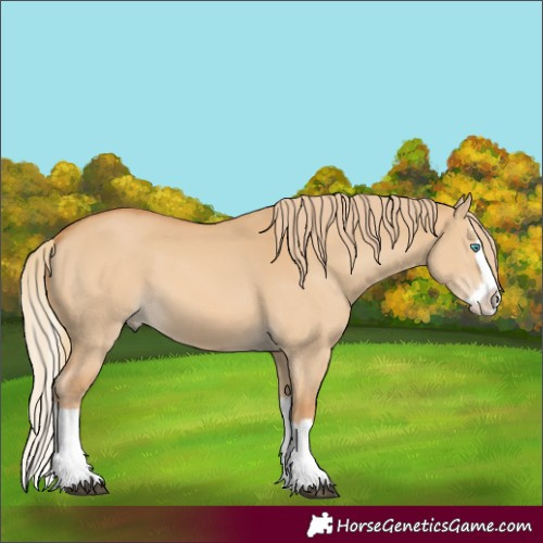 Horse Color:Red Dun Splash 