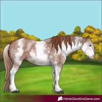 Horse Color:White Spotted Chestnut Sabino