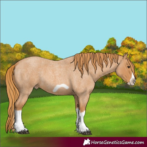Horse Color:Red Roan Splash Frame