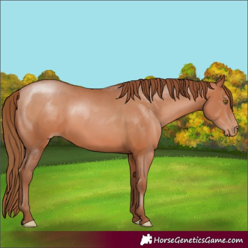 Horse Color:Unknown 