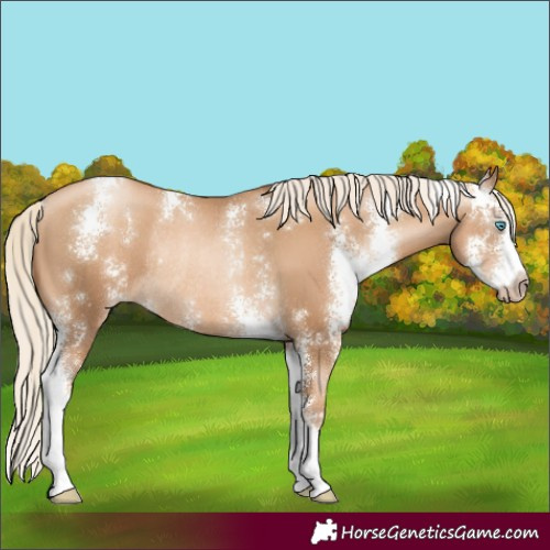 Horse Color:Unknown 