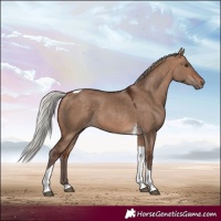 Horse Color:Silver Bay Dun Tobiano