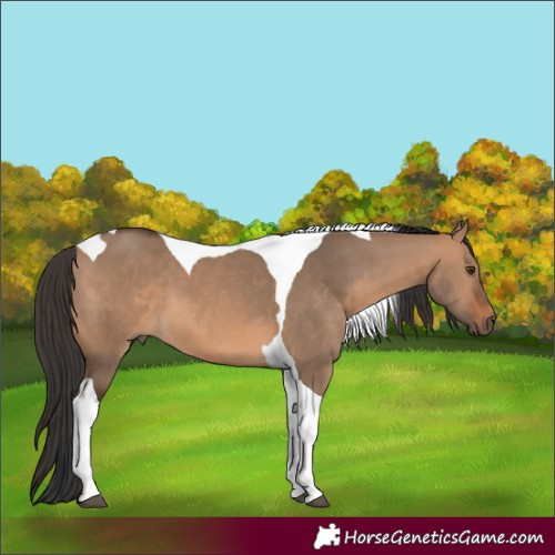 Horse Color:Bay Dun Tobiano 