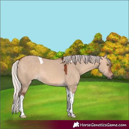 Horse Color:Silver Brown Dun Tobiano 