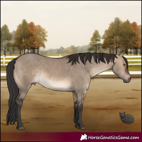 Horse Color:Brown Dun 
