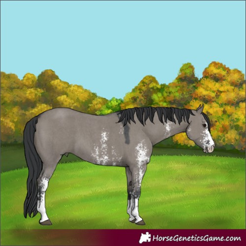 Horse Color:Grullo Sabino 