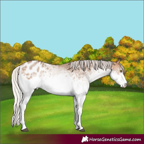 Horse Color:White Spotted Silver Brown Dun Appaloosa Rabicano 